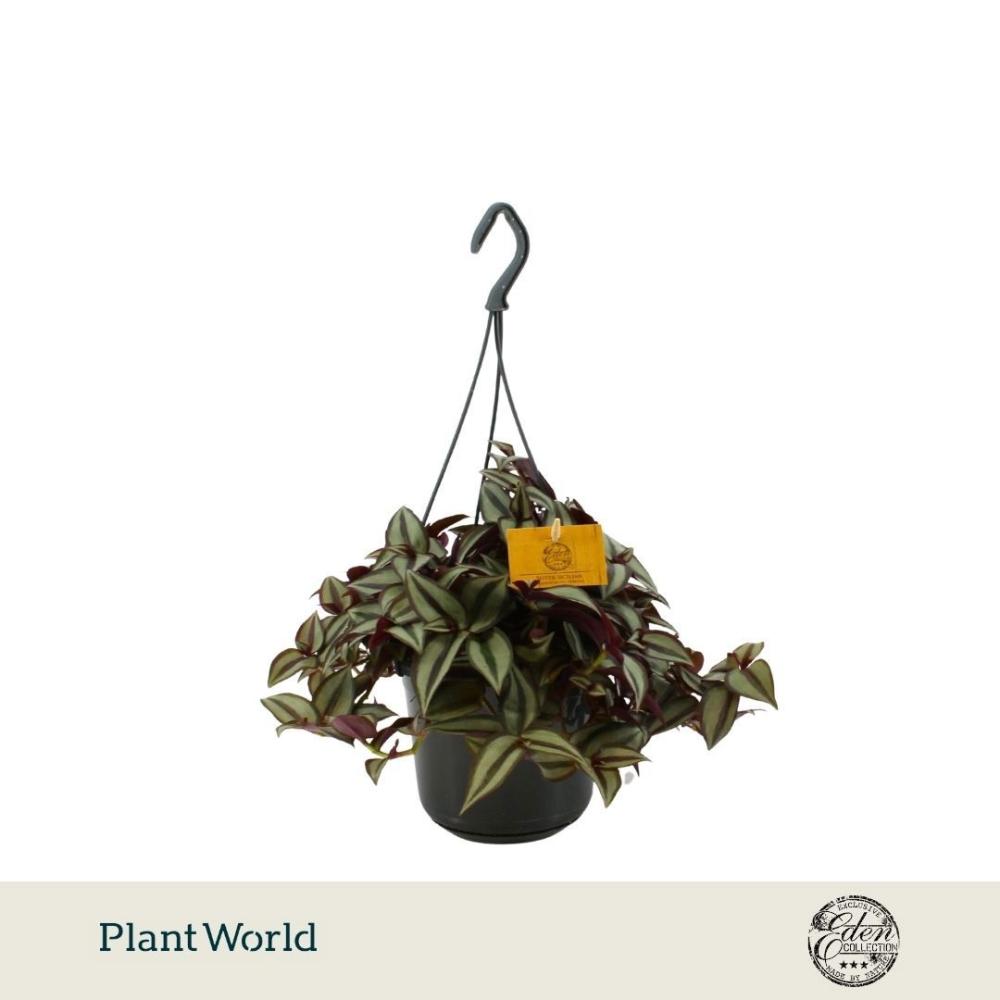tradescantia