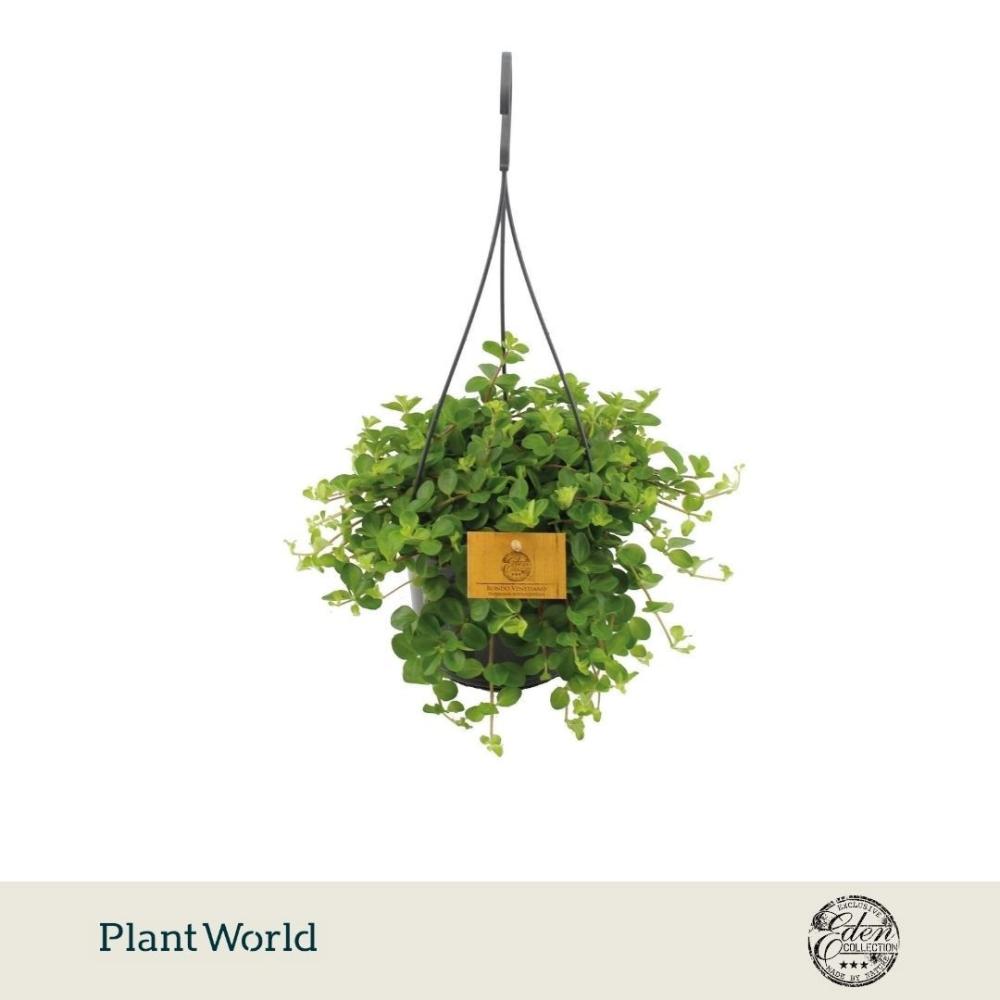 Peperomia