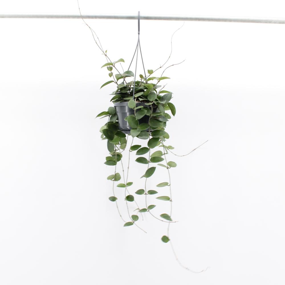 Hoya