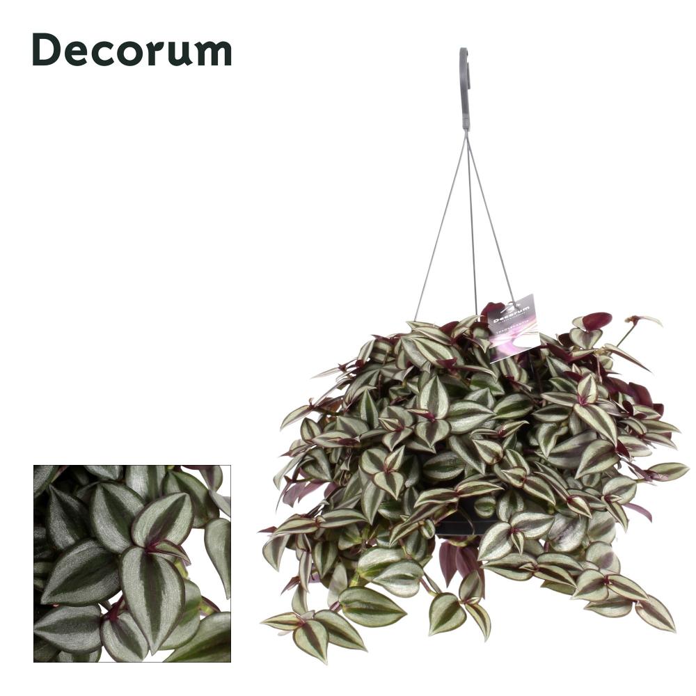 tradescantia