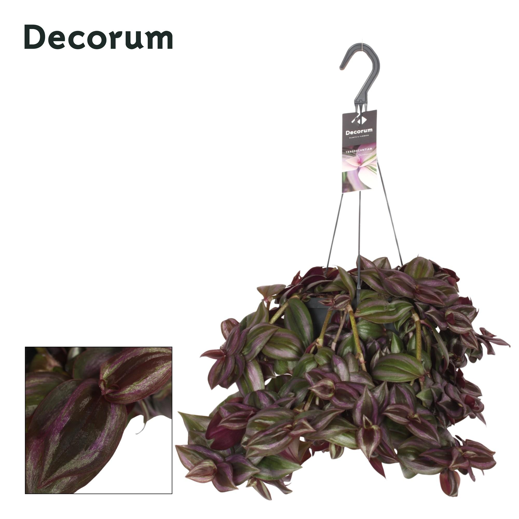 tradescantia
