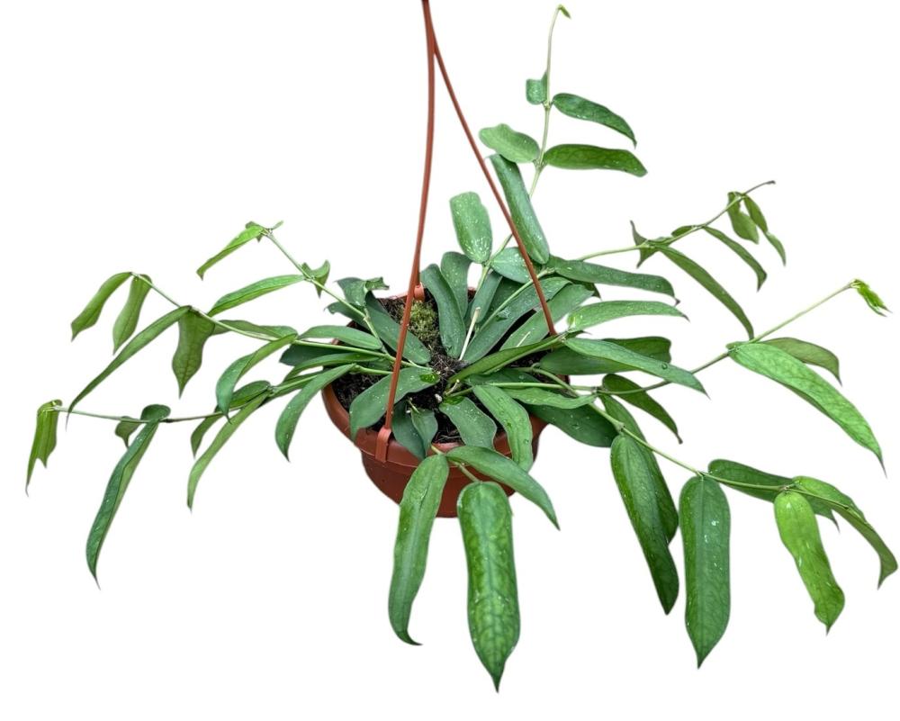 Hoya