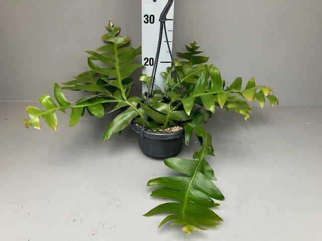 Epiphyllum