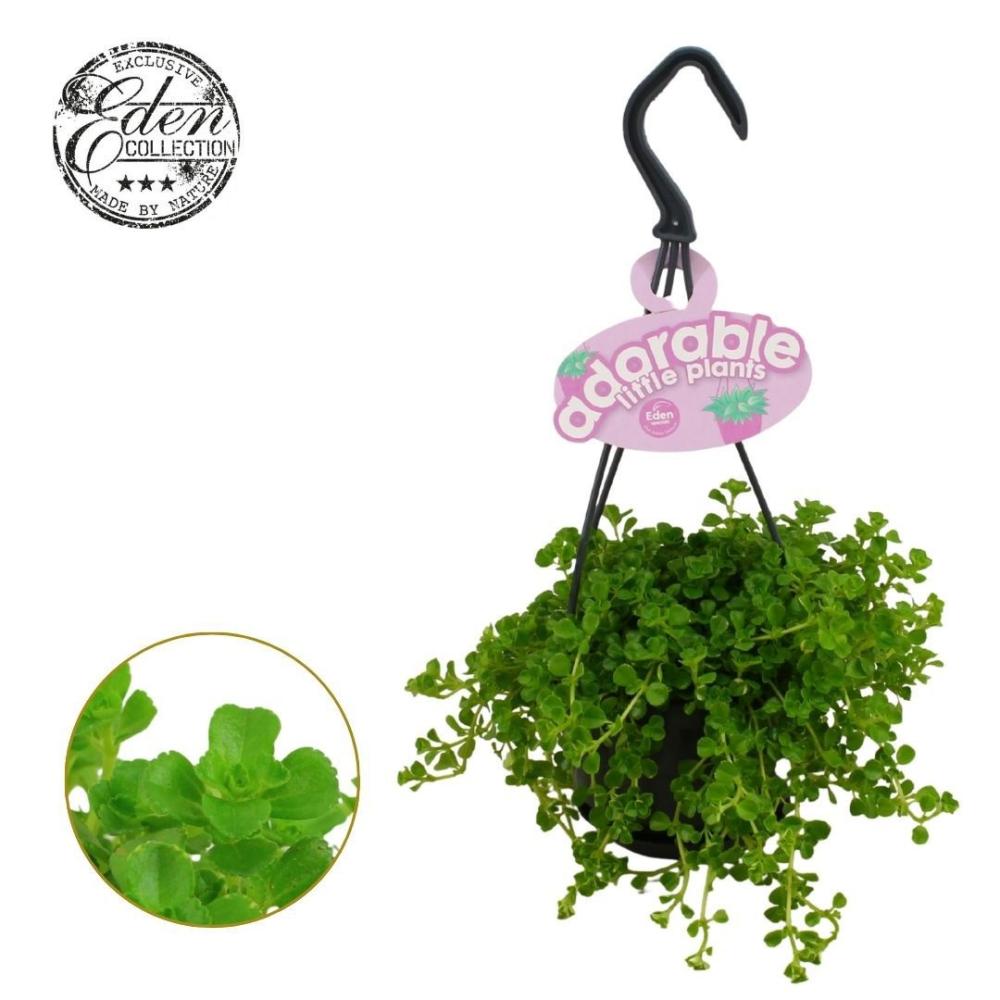 Pilea