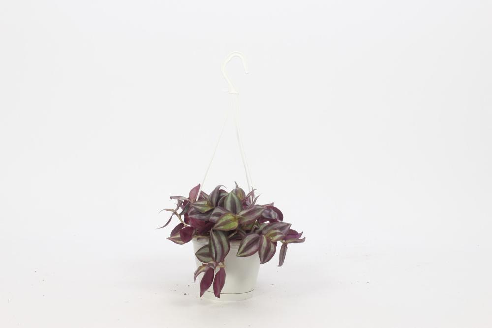 Tradescantia