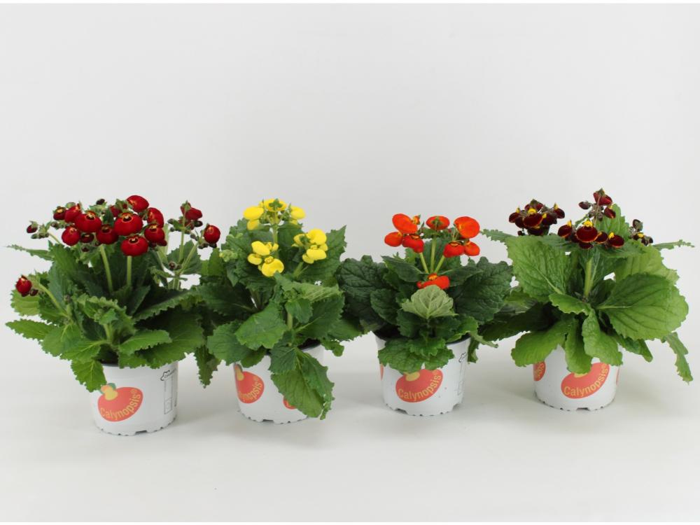 Calceolaria