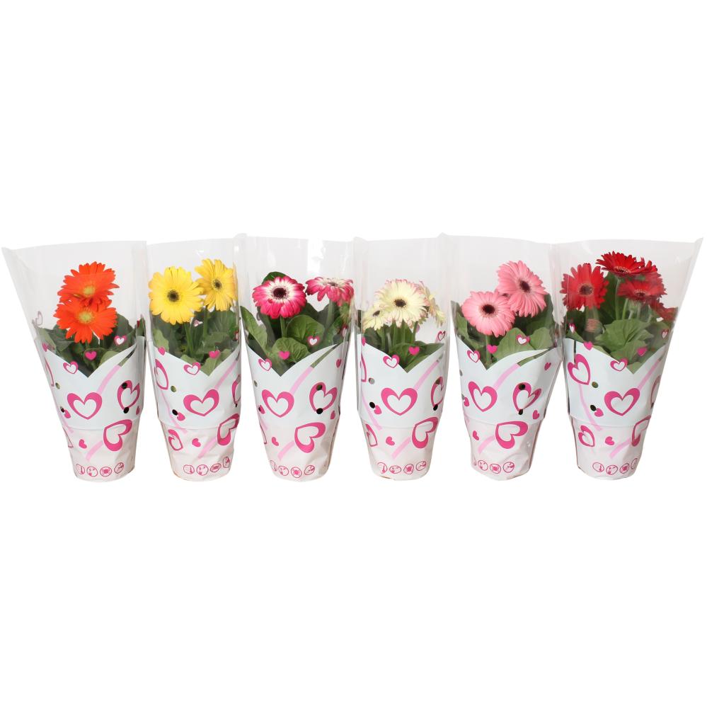 gerbera