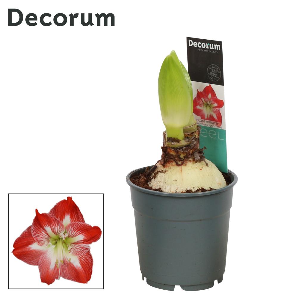 amaryllis-hippeastrum