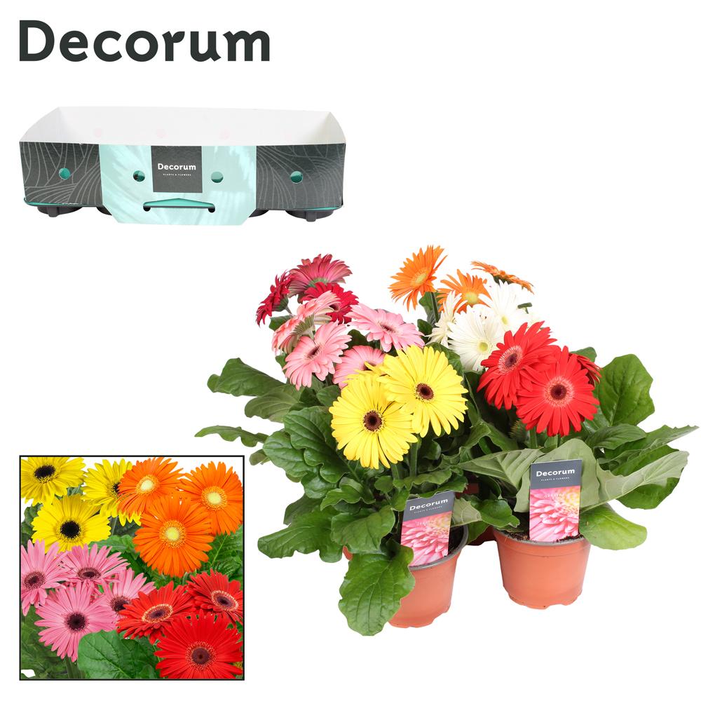 gerbera