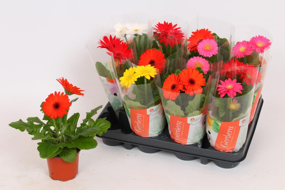 gerbera