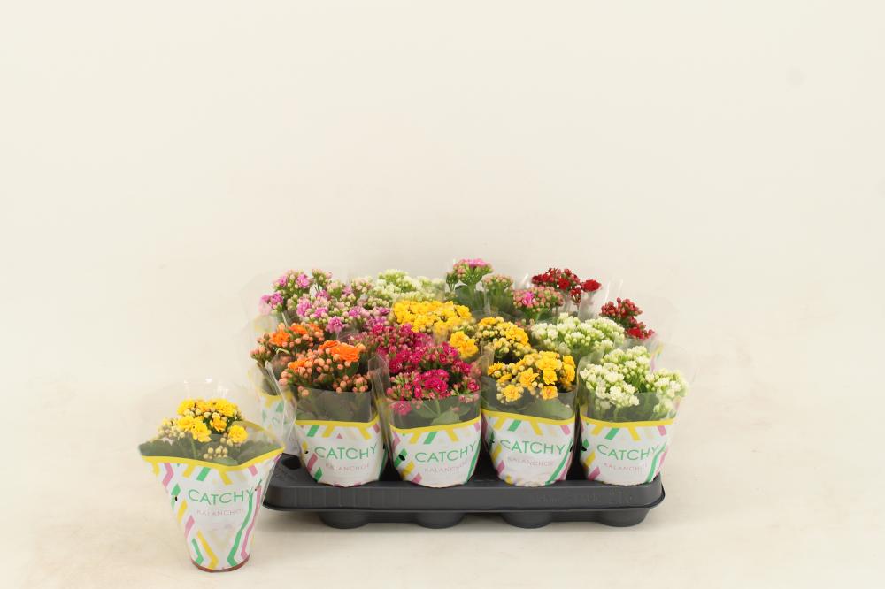 kalanchoe fleurs doubles