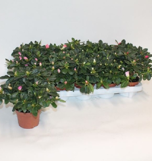 azalea indica fleuris/boutonÉe