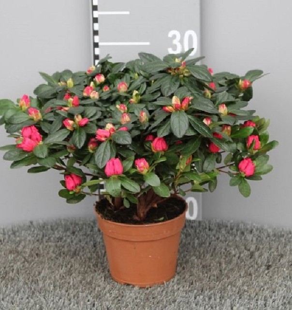 azalea indica fleuris/boutonÉe