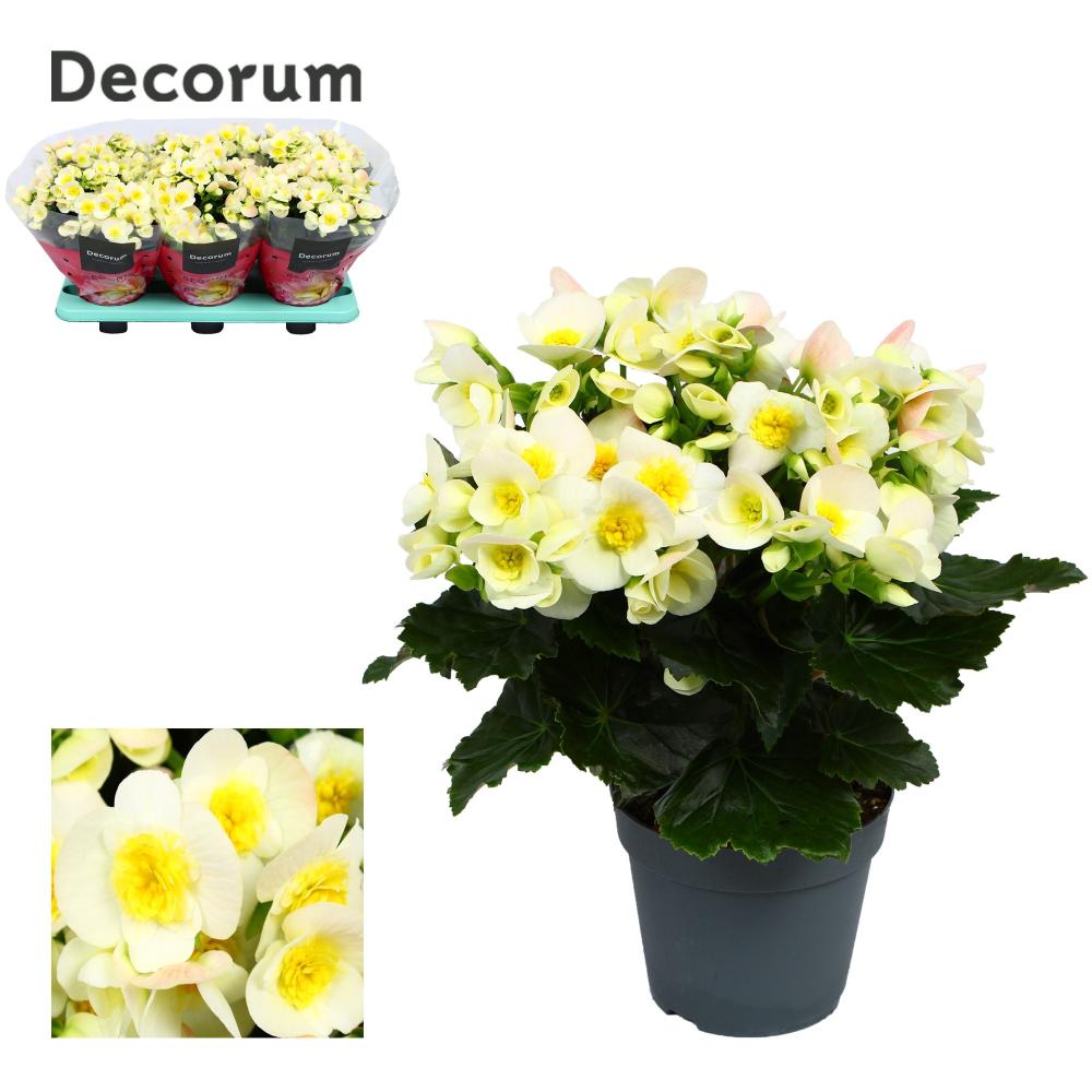 begonia