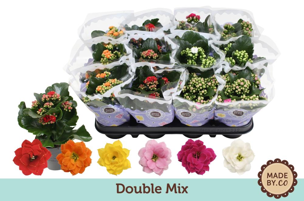 kalanchoe fleurs doubles