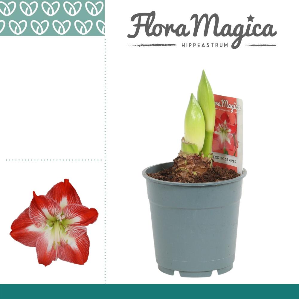amaryllis-hippeastrum