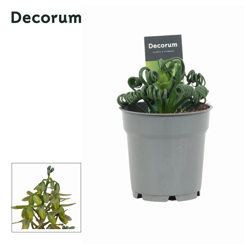 Albuca