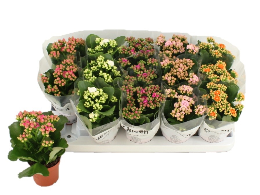 kalanchoe fleurs doubles