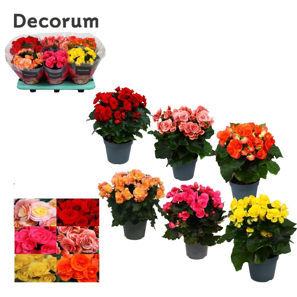 begonia