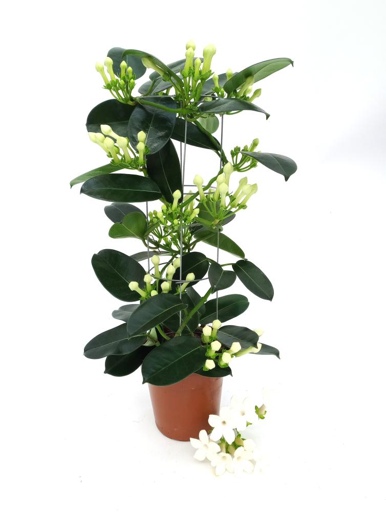 Stephanotis