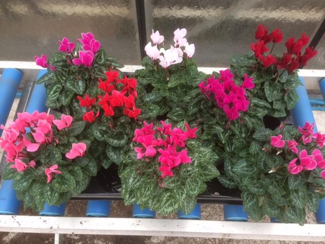 cyclamen