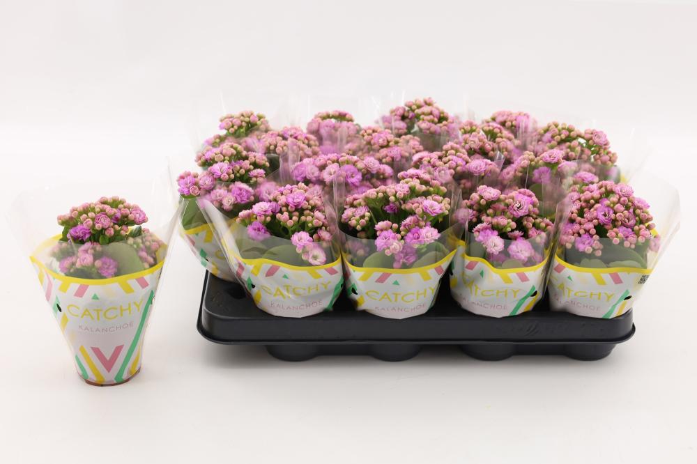 kalanchoe fleurs doubles