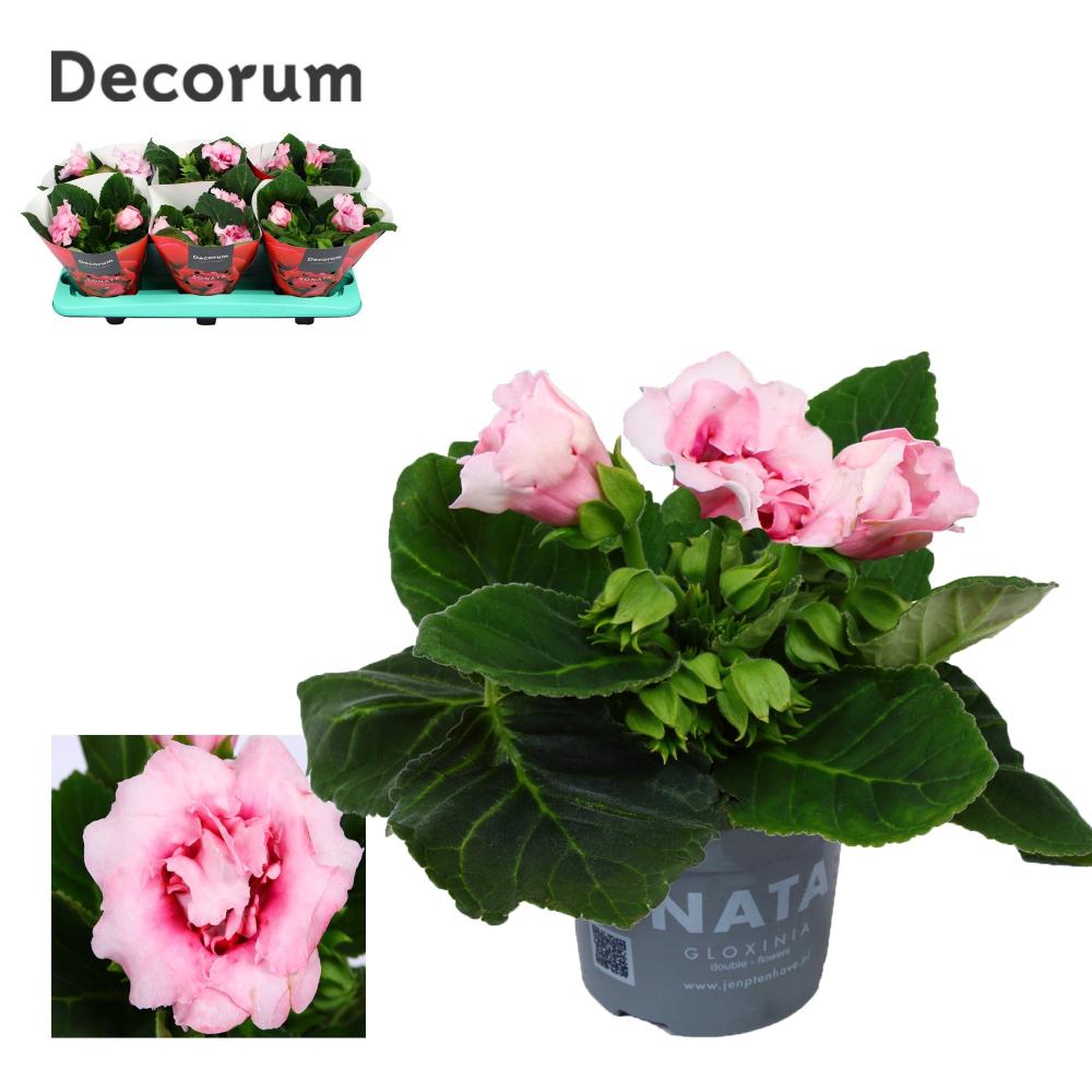 gloxinia