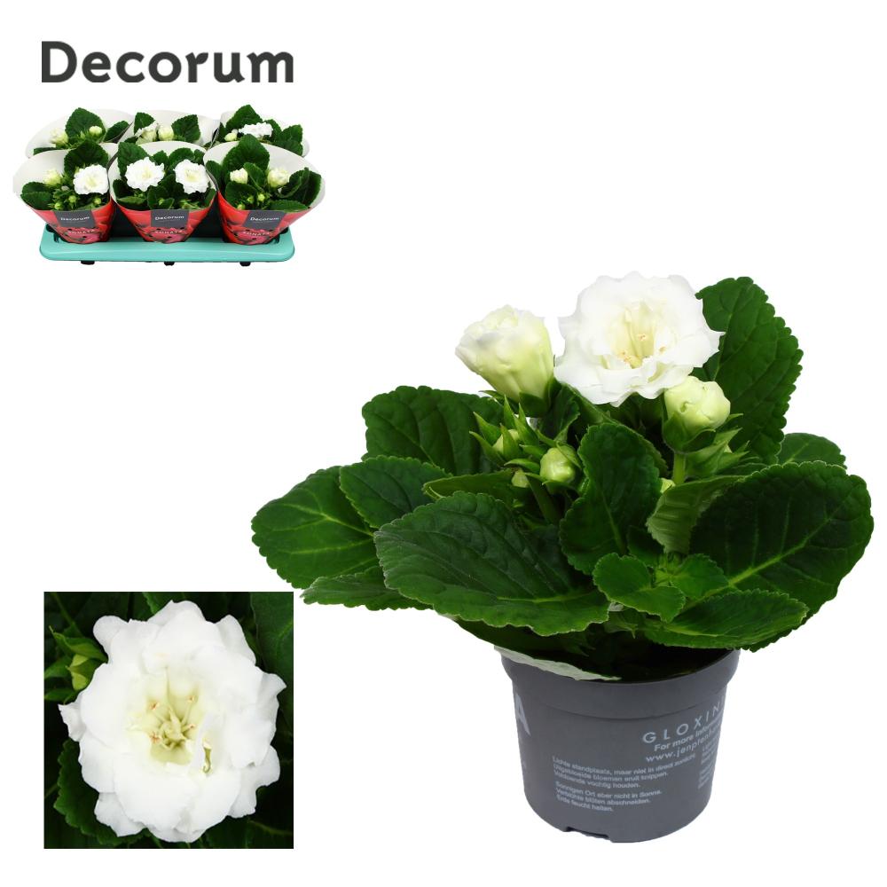 gloxinia