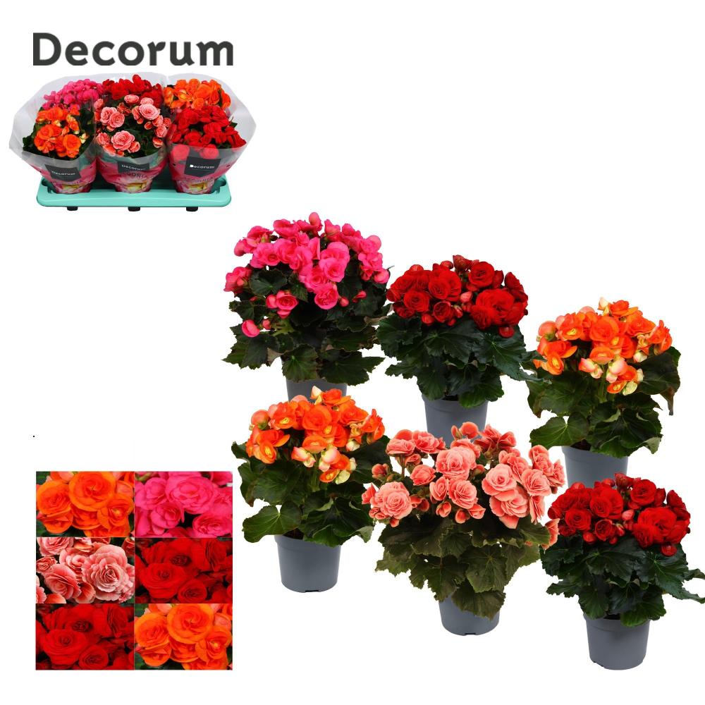 begonia