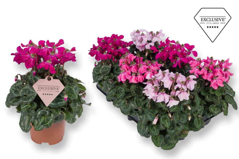 cyclamen