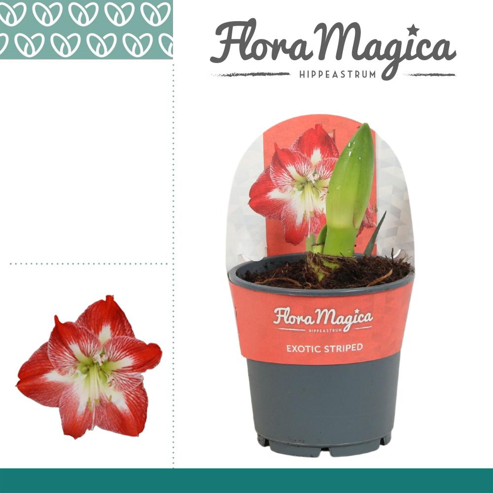 amaryllis-hippeastrum