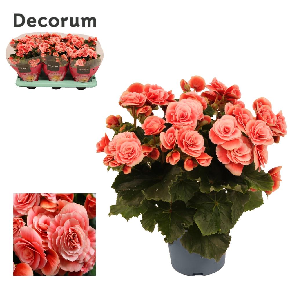 begonia