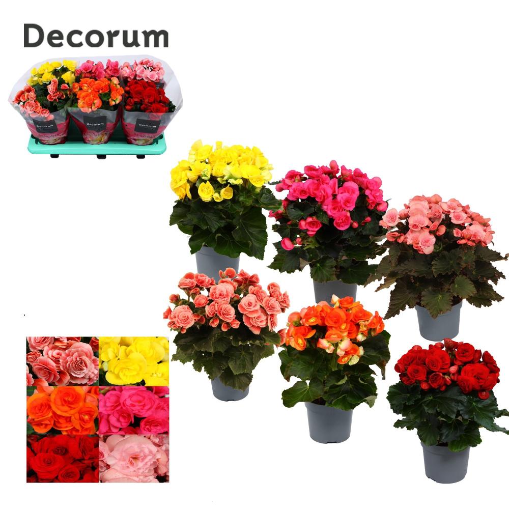 begonia
