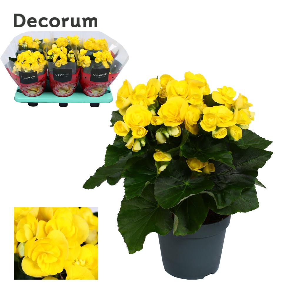 begonia