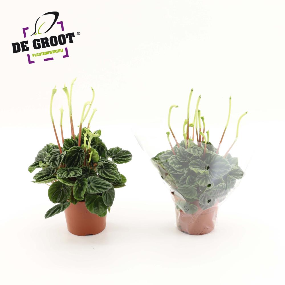 Peperomia