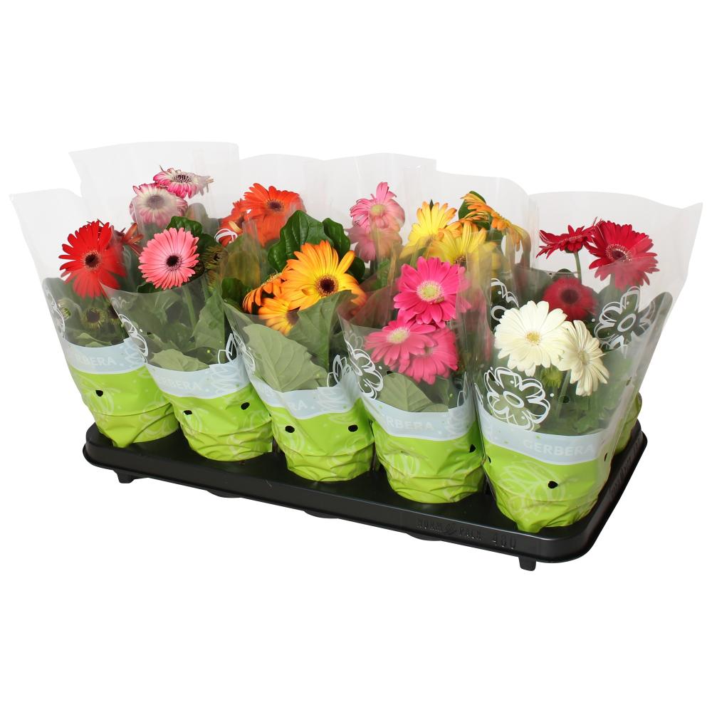 gerbera