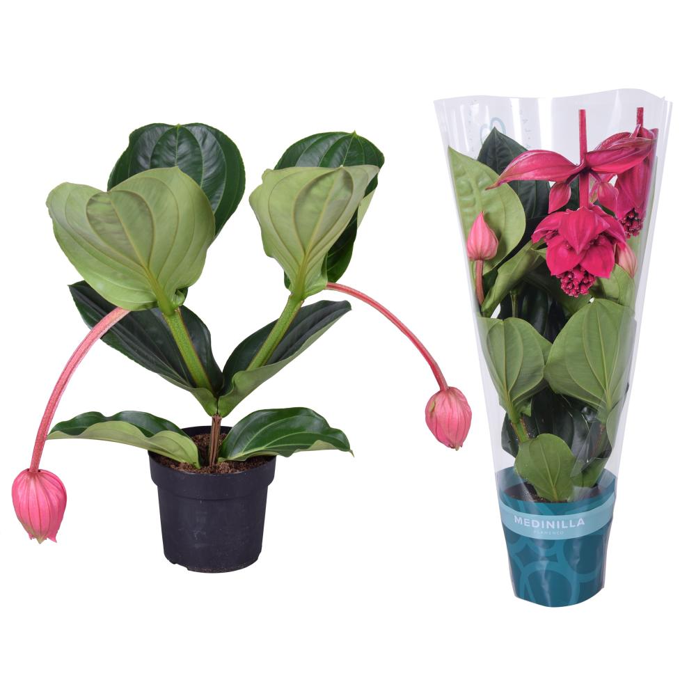 Medinilla