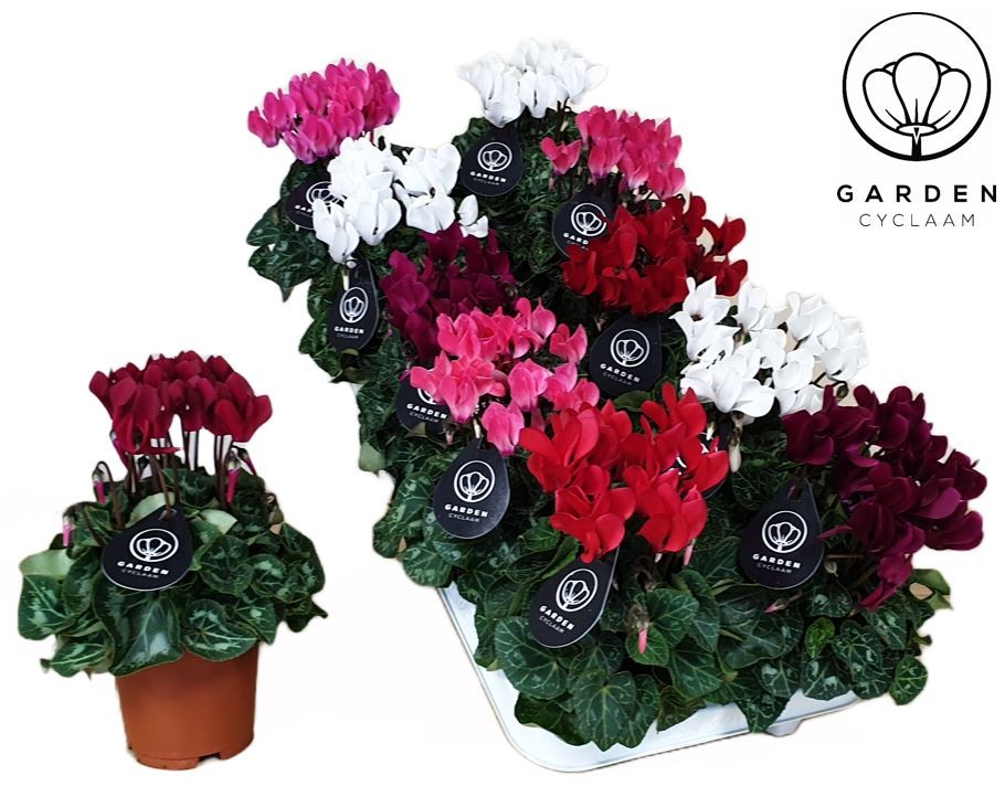 cyclamen