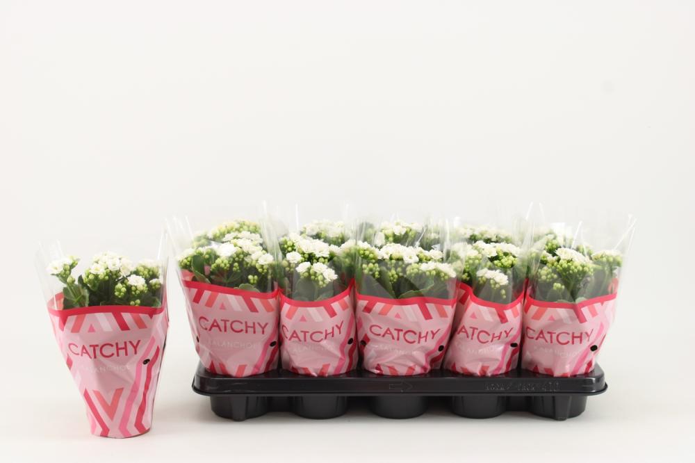 kalanchoe fleurs doubles