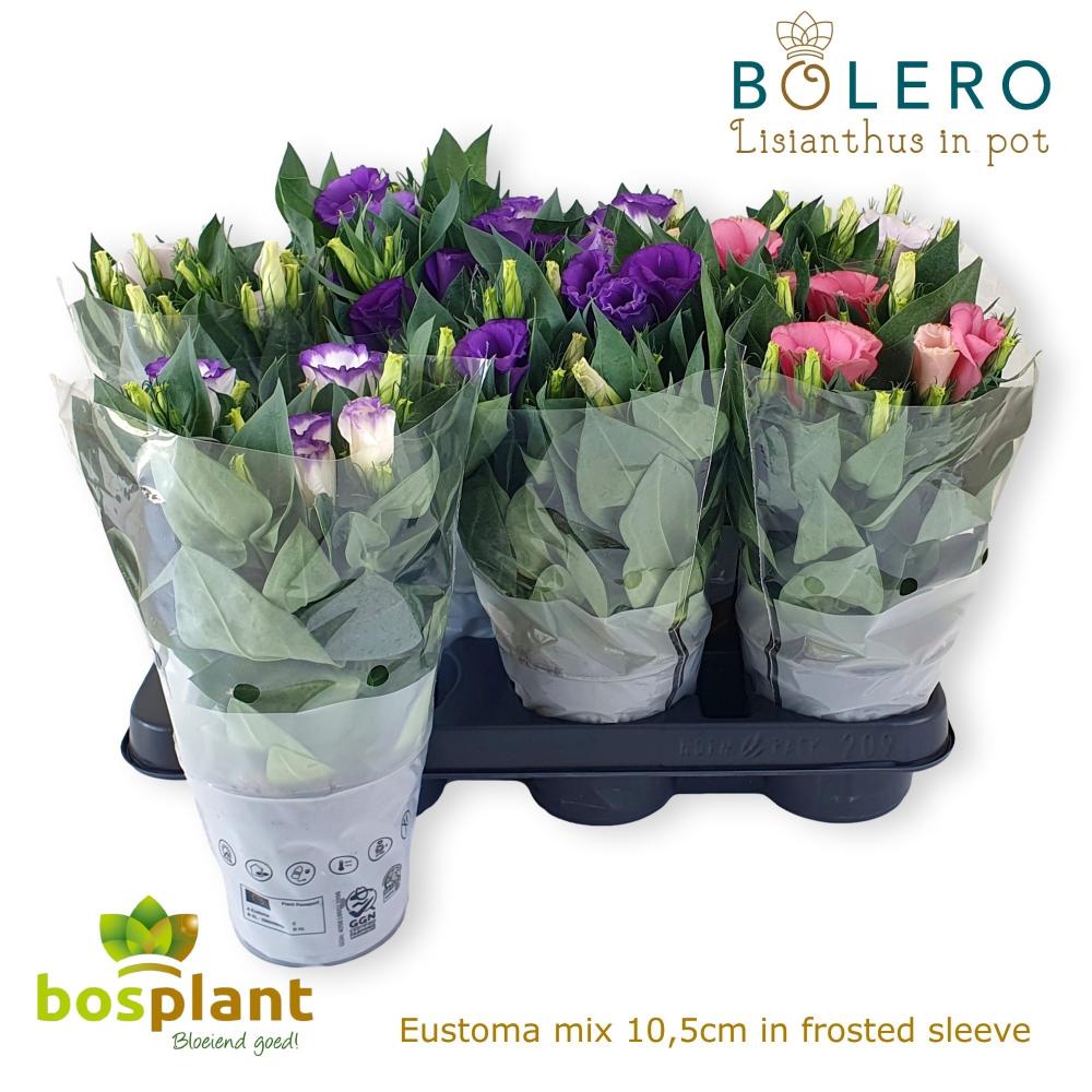 Lisianthus