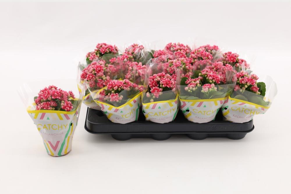kalanchoe fleurs doubles