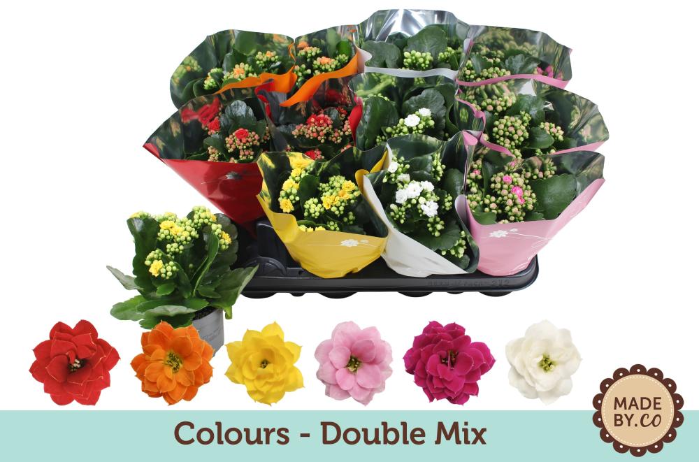 kalanchoe fleurs doubles