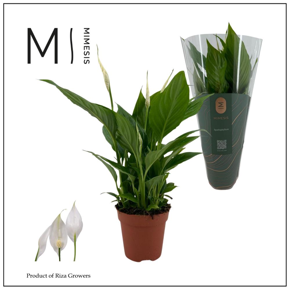 spathiphyllum