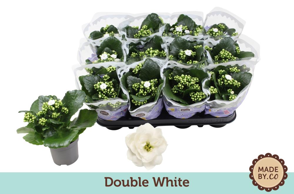 kalanchoe fleurs doubles