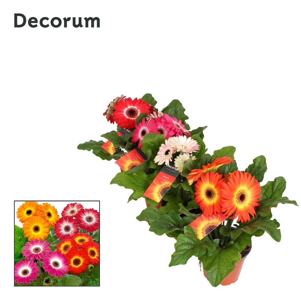 gerbera