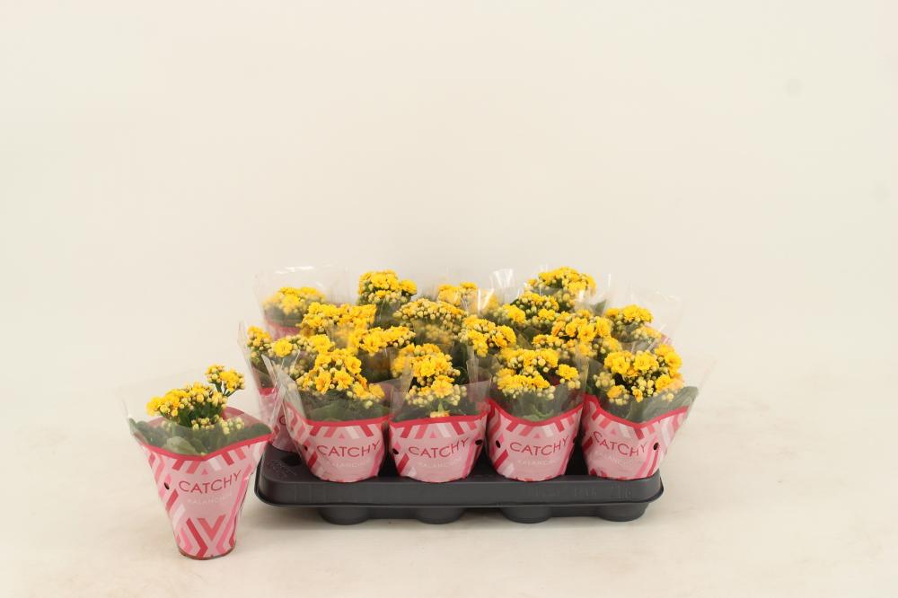 kalanchoe fleurs doubles