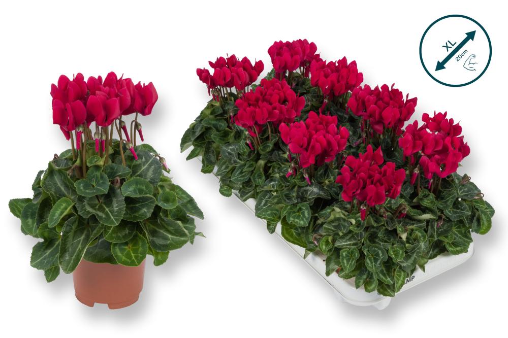cyclamen