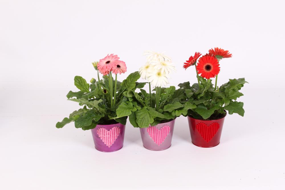 gerbera