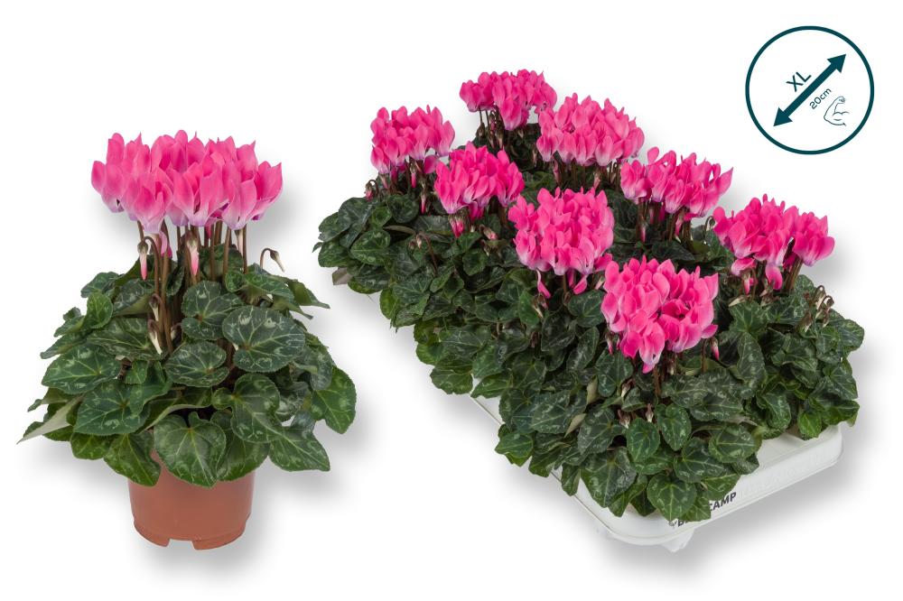 cyclamen