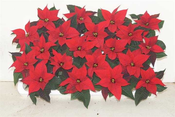 Poinsettia